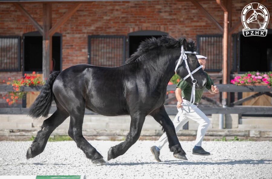 ERIC (Quarino - Esterka / Marino)