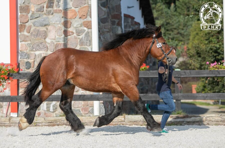 RAGNAR (Casmir - Roma / Apollon de Mairy)