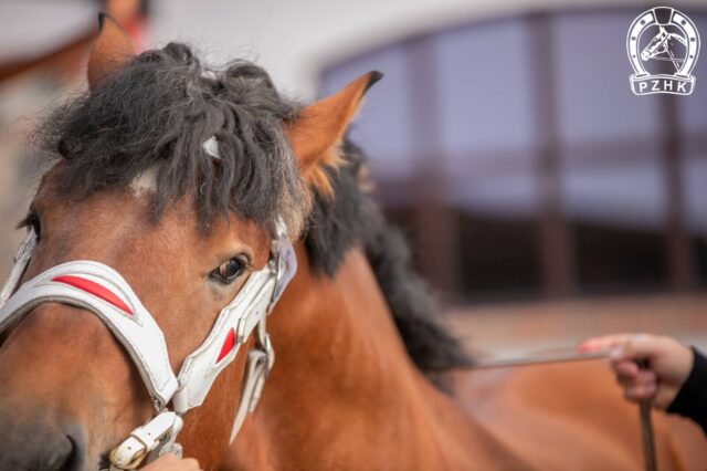 Uznawanie ogierów ardeńskich 2023