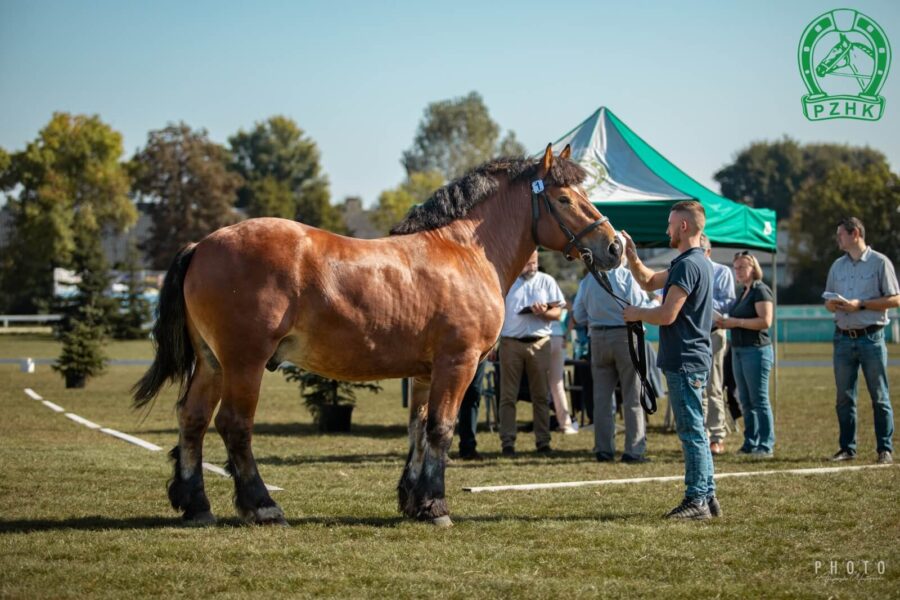 JOSTER (Terry - Jota SWDB / Assar L)