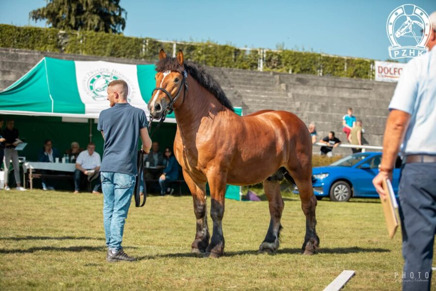 JOSTER (Terry - Jota SWDB / Assar L)