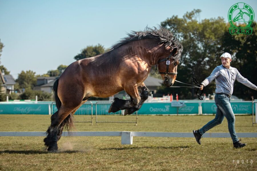 HILDON (Diego de la Lesse - Hilda de Bazancourt / Fridan)