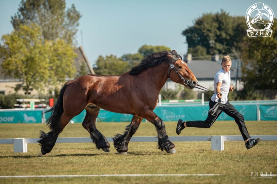 JAPOLO (Polo du Chateau de Saive - Jurena / Pacha de Lagrange)