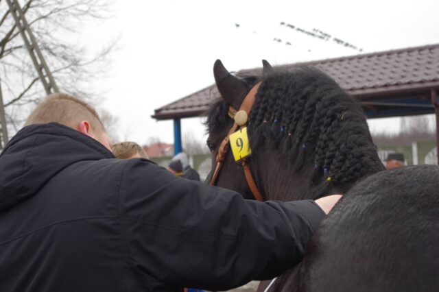 Regulamin aukcji ogierów zimnokrwistych 2024