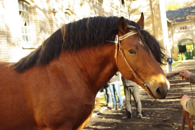 Wiosenne aukcje ogierów zimnokrwistych 2024