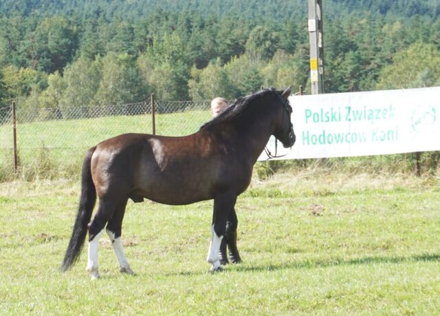 Wiosenna kwalifikacja ogierów rasy huculskiej 2024