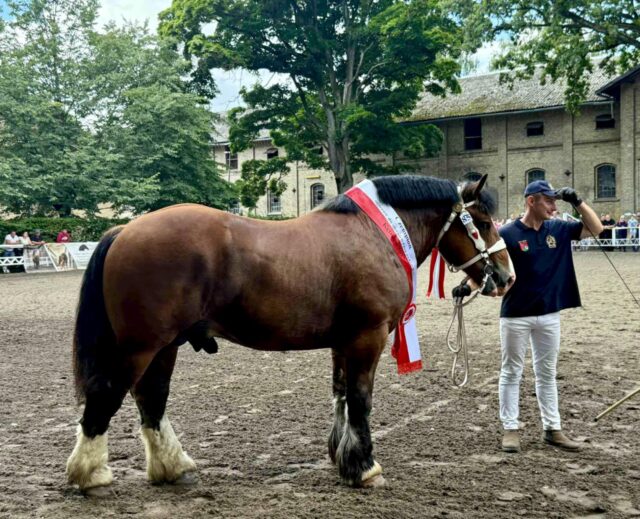 Najlepszy koń pokazu rasy Arden Polski (Kętrzyn 2025) - dwuletni ogier CHOCCO MR, hod. i wł. Michał Rosa