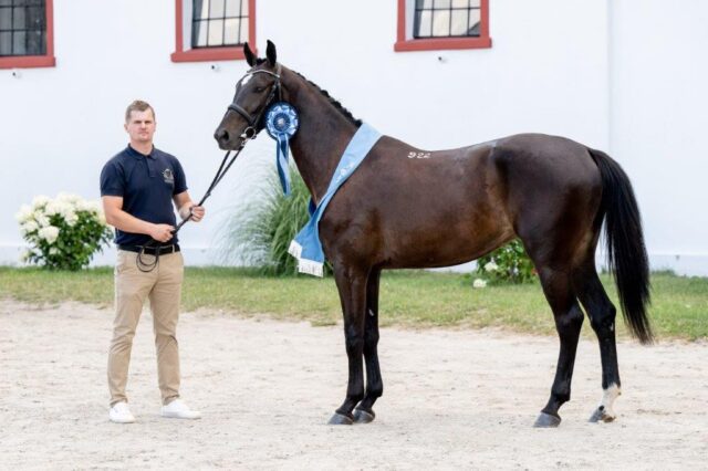 Elequeen sp, ur. 22.06.2021 (Cornet de Semilly – Elekta / Tjungske)