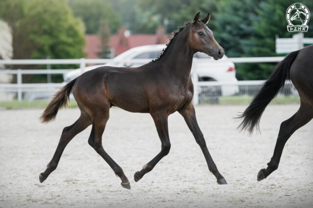 Horton sp (Chipmunk`s Erbe han. - Havana sp / Nowogródek xx)