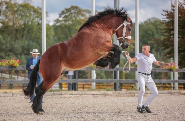 Aukcje ardeńskie, Dąbrówka Mała i Bogusławice 2024 – wyniki