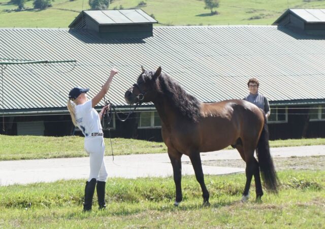 Jesienna kwalifikacja młodych ogierów rasy huculskiej 2024 – lista zgłoszeń