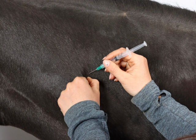 Od 3 lutego wszystkie konie FEI muszą mieć zarejestrowane szczepienia przeciwko grypie w aplikacji FEI HorseApp