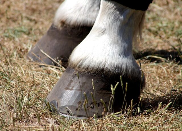 Jak walczyć z gnijącymi strzałkami