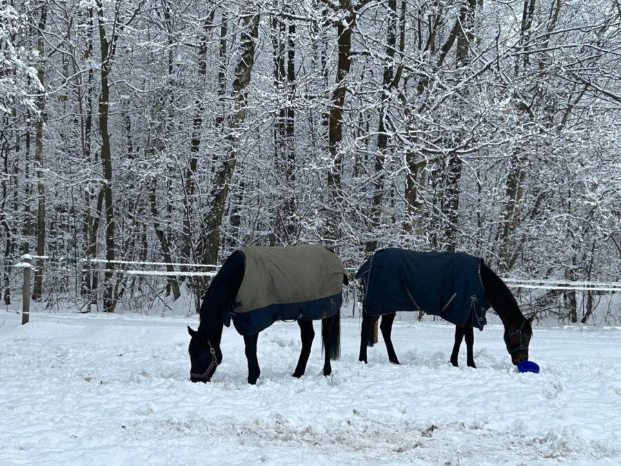 Konie i śnieg