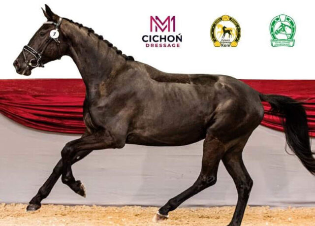 Śląsko-Opolski Czempionat Koni Ras Szlachetnych i Pokaz Ogierów Hodowlanych, Radzionków, 1-2 lutego 2025 r.