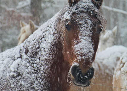 Koniom śnieg niestraszny