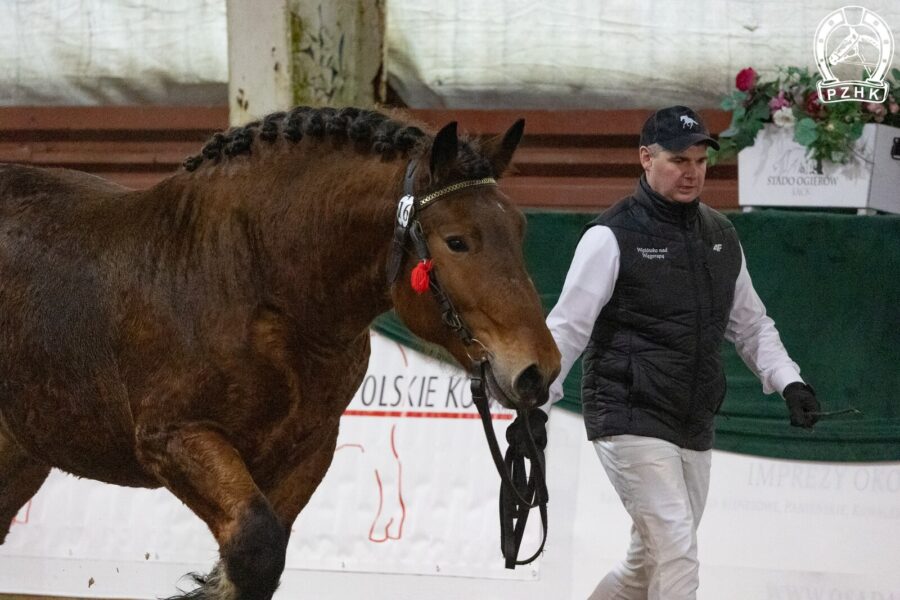 16. MAJOR z (FLAJO ard.pol. - MIMOZA z / WILGOR z)