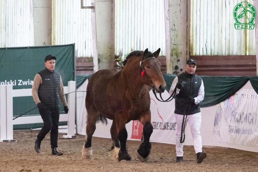 16. MAJOR z (FLAJO ard.pol. - MIMOZA z / WILGOR z)