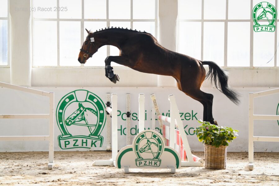 PERUN WN wlkp (Scyris xx - Puenta wlkp / Kwinto m), ur. 2022, hod. i wł. Piotr Brodziak