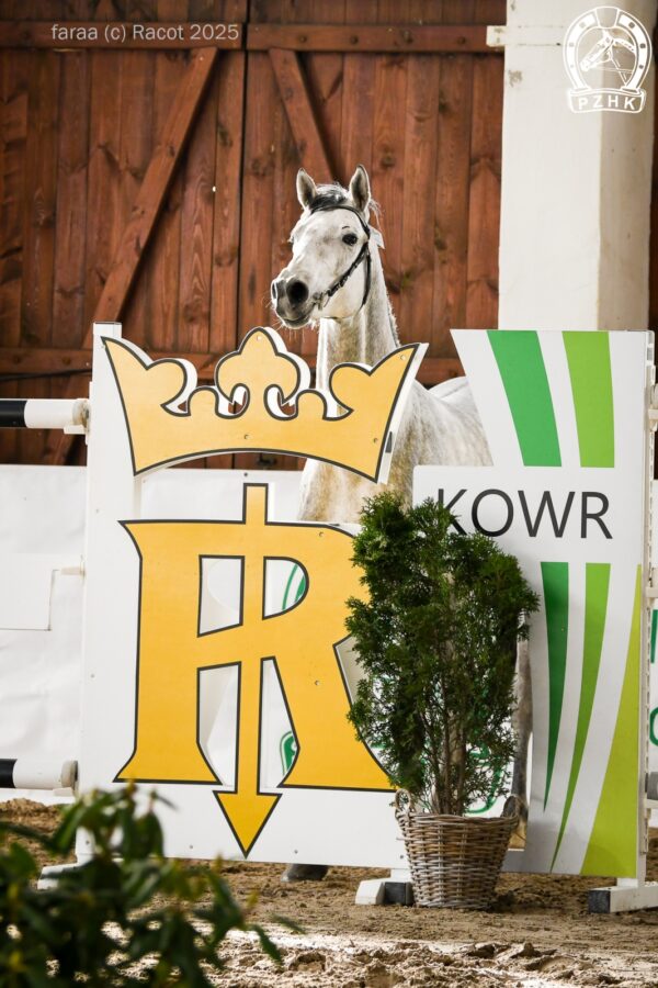 MISTER SOMERSBY SA AA m (AA) (Dwór m (AA) - Miss De Favi m / Veloce De Favi xo), ur. 2022, hod. Paweł Kuchta, wł. Mariusz Parol