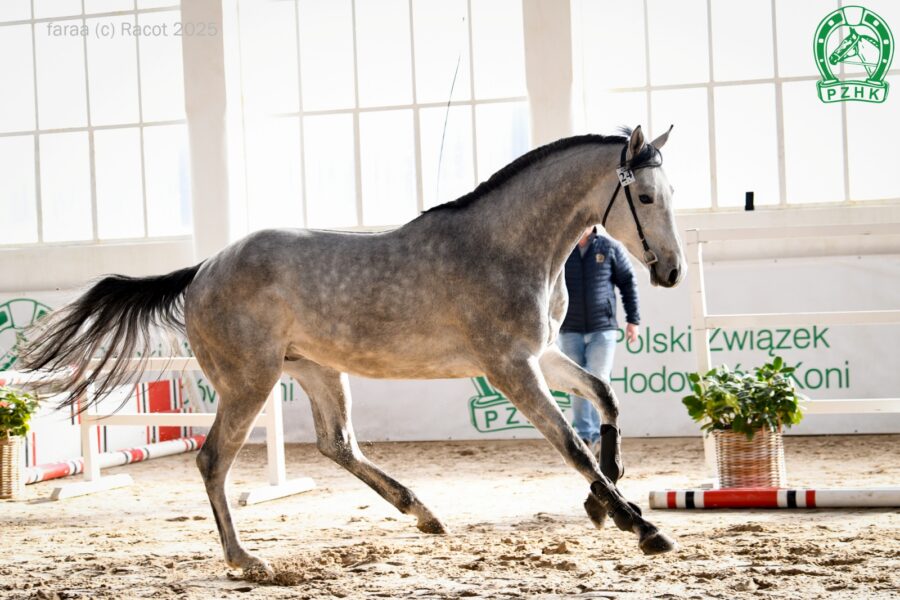 MISTER SOMERSBY SA AA m (AA) (Dwór m (AA) - Miss De Favi m / Veloce De Favi xo), ur. 2022, hod. Paweł Kuchta, wł. Mariusz Parol