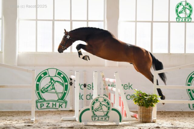 AKANI AA m (AA) (Castuy La De L’esques xo - Argolida m (AA) / Huzar m (AA)), ur. 2022, hod. i wł. SK Janów Podlaski