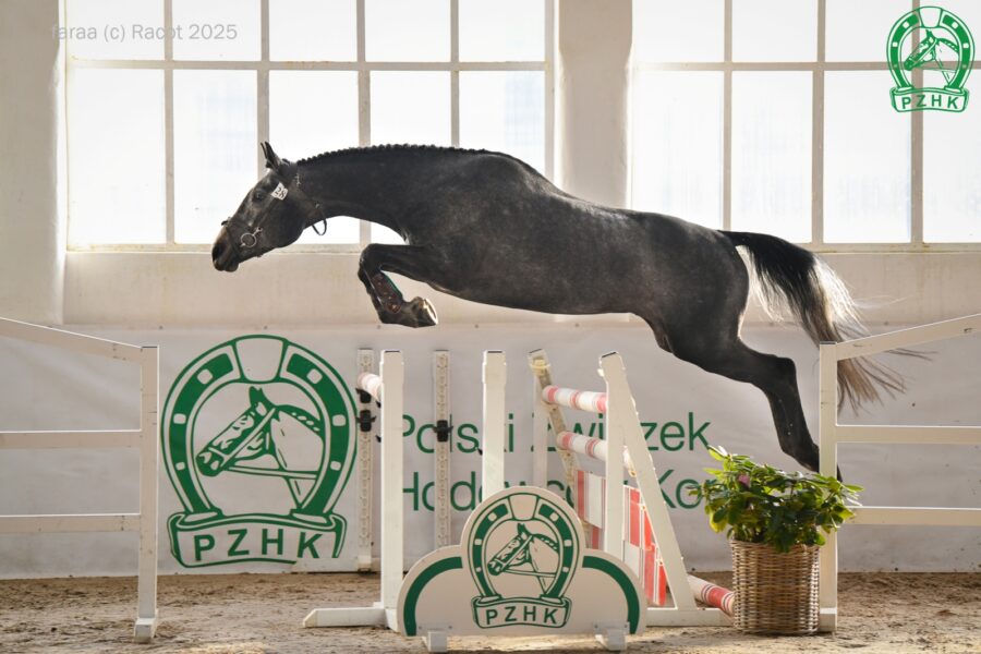 DARKAN m (Łoskot m - Diona m / Darzbór m), ur. 2021, hod. Paulina Smogorzewska, wł. Krzysztof Kubacki