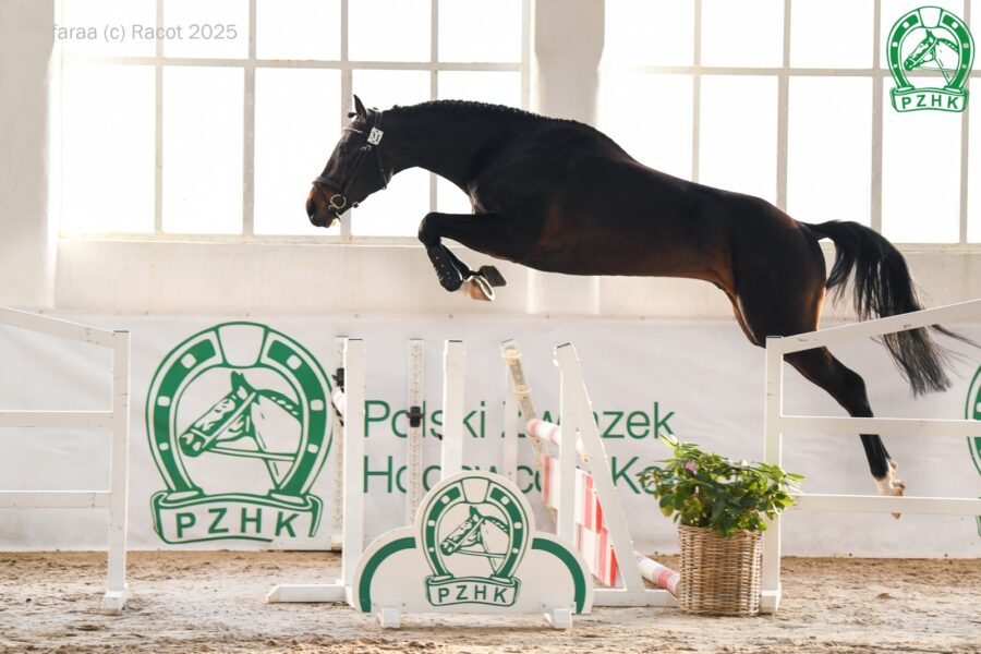 ELAN AA m (AA) (Brand Magic m - Emanolla AA m (AA) / Huzar m (AA)), ur. 2021, hod. Marek Kołcon, wł. Wojciech Nowak