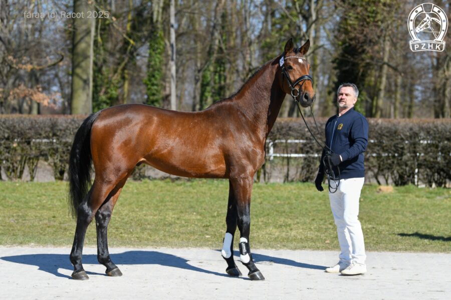 BRANTZ DE LA BRYERE (EX BRANTZ DE LA BRYERE-PJ) (Brantzau VDL (Ex Brantzau) s.f. - Waikiki VI hol. / Calato hol.), ur. 2022, hod. Paweł Jarosz, wł. Antoni Wróbel