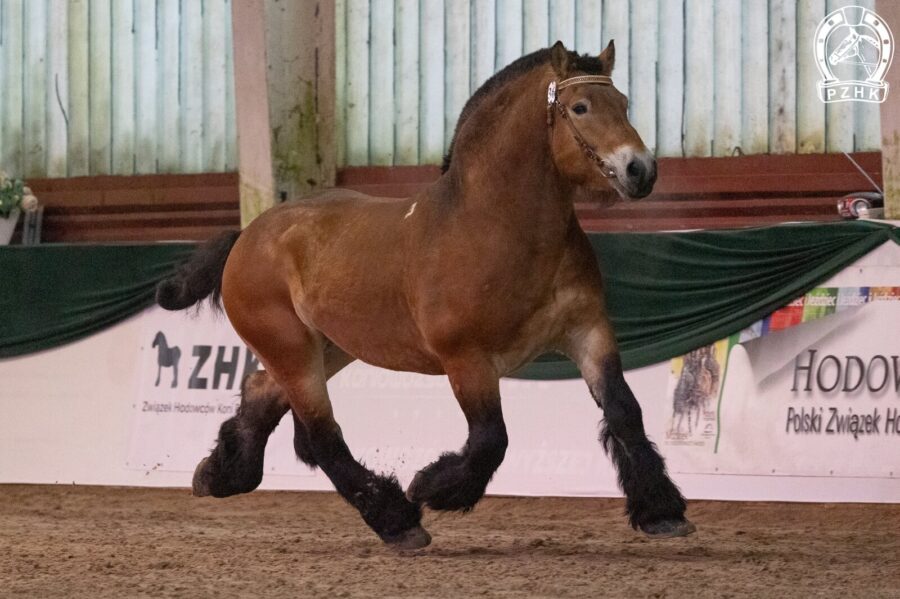 36. BOLFEDOR (EX JUBOS) z (FEDOR z.niem. - BOLENA z / ROLEN z)