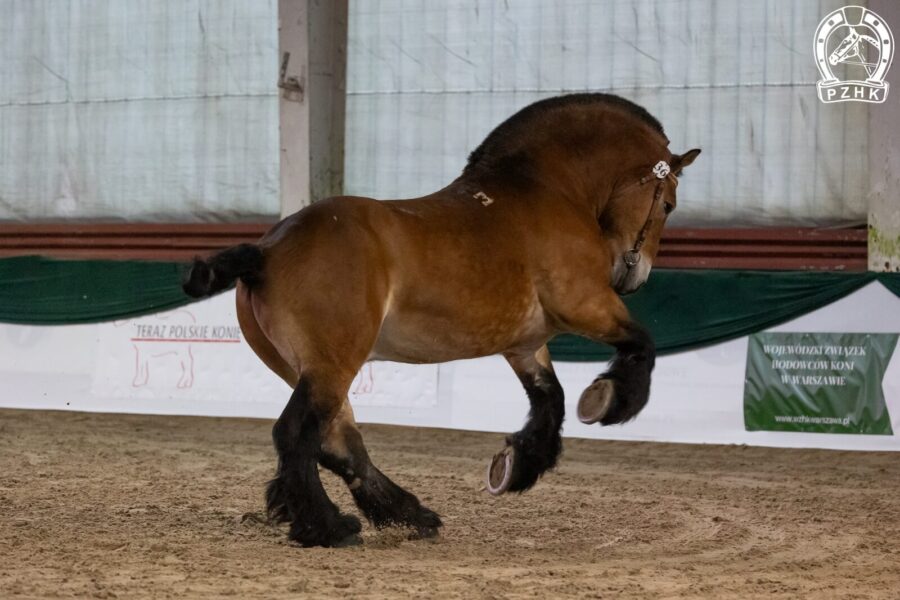 36. BOLFEDOR (EX JUBOS) z (FEDOR z.niem. - BOLENA z / ROLEN z)