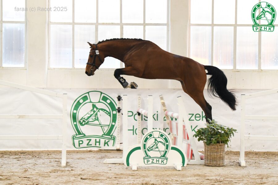 ETOKI old. (OS) (Empire s.f. - Lady Catokia old. / Catoki hol.), ur. 2022, hod. Niemcy, wł. SK Bielin