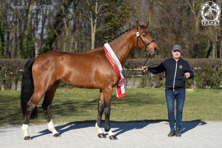 ETOKI old. (OS) (Empire s.f. - Lady Catokia old. / Catoki hol.), ur. 2022, hod. Niemcy, wł. SK Bielin