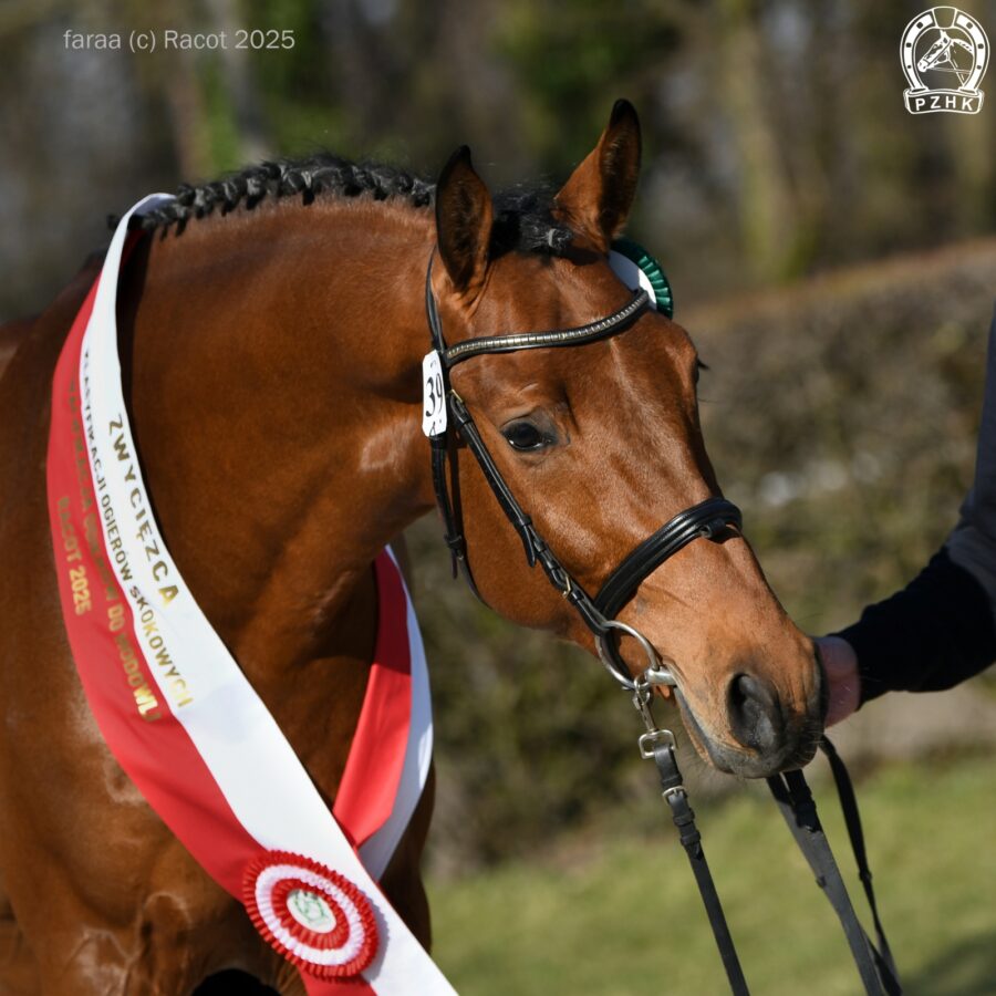ETOKI old. (OS) (Empire s.f. - Lady Catokia old. / Catoki hol.), ur. 2022, hod. Niemcy, wł. SK Bielin
