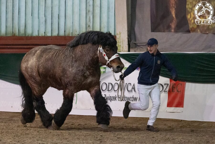 51. CALIBER MR ard.pol. (SULTAN ard. - CHANEL z / RUBIS 144 ard.fr.)