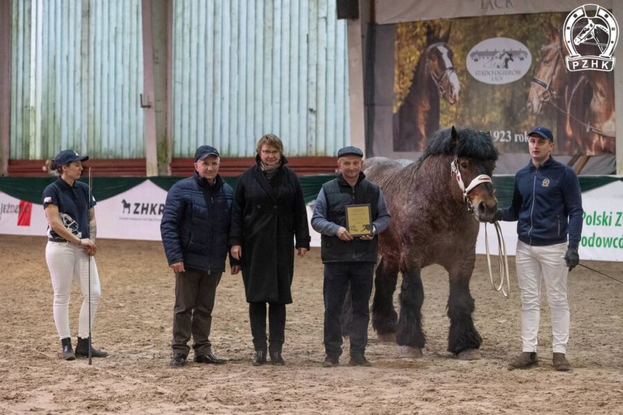 51. CALIBER MR ard.pol. (SULTAN ard. - CHANEL z / RUBIS 144 ard.fr.)