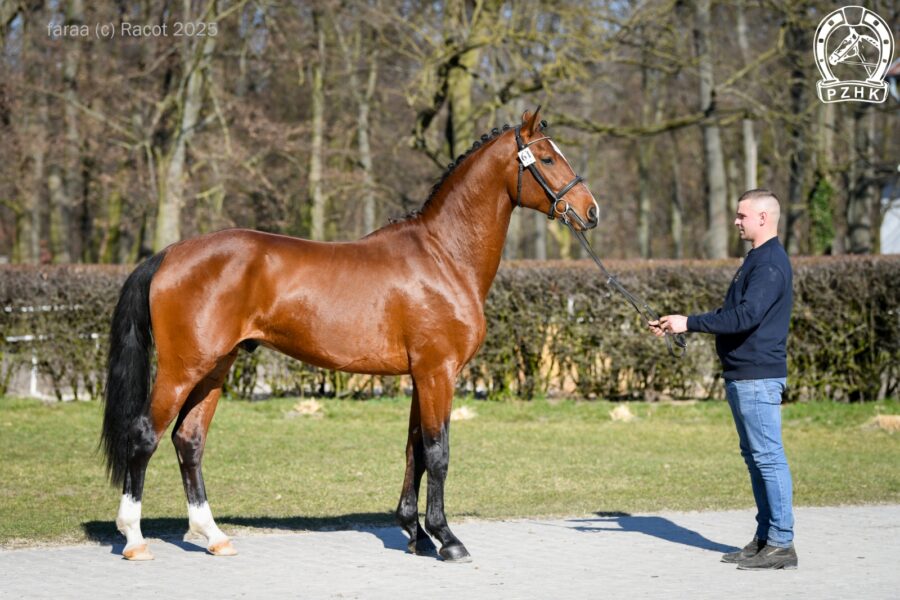 LORD LAUSITZER ZfdP (Lausitzer Junior II D.S.P. - Grafin Anna han. / Godolphin han.), ur. 2022, hod. Niemcy, wł. Andrzej Radzikowski