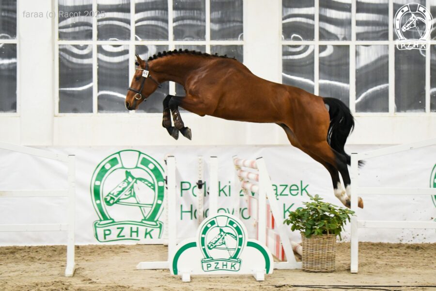 LORD LAUSITZER ZfdP (Lausitzer Junior II D.S.P. - Grafin Anna han. / Godolphin han.), ur. 2022, hod. Niemcy, wł. Andrzej Radzikowski