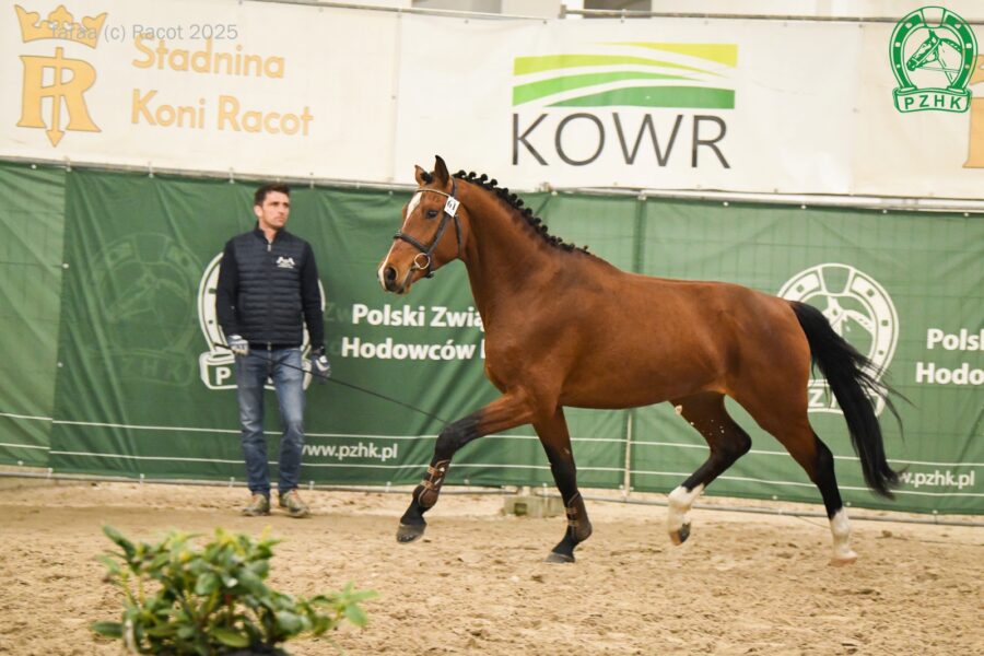 LORD LAUSITZER ZfdP (Lausitzer Junior II D.S.P. - Grafin Anna han. / Godolphin han.), ur. 2022, hod. Niemcy, wł. Andrzej Radzikowski
