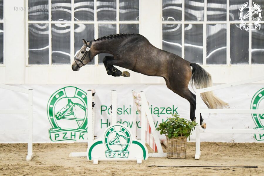 PENTAGRAM ES sp (C-Quattro PS old. (OS) - Prima Vera P sp / Avero hol.), ur. 2022, hod. Ewelina Sońta, wł. Anna Piotrowska