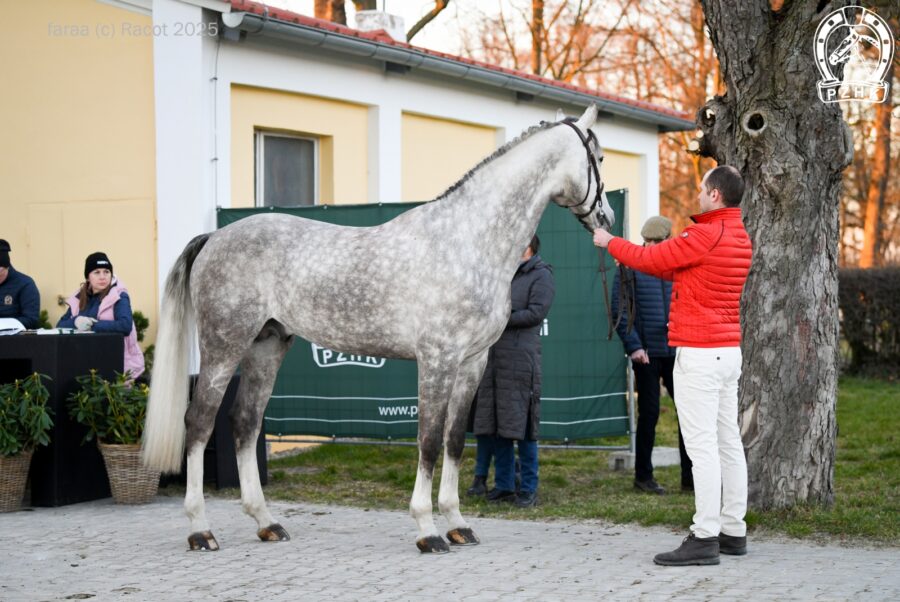 LEOPOLD VAN HET MEESENHOF Z Z (Levisto hol. - Nobility PS Z Z / Nabab De Reve BWP) ur. 2018, hod. Anna Tyszko, wł. Paulina Koza