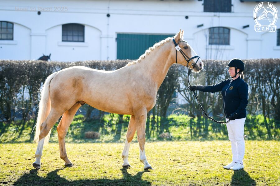 GOLDEN BOY wlkp (Bandos wlkp - Gina SV wlkp / Emiter wlkp/poch.trk.), ur. 2022, hod. i wł. Roman Kołodziejski