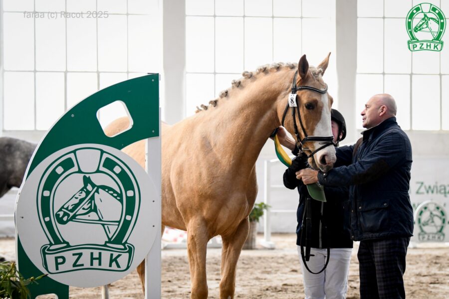 GOLDEN BOY wlkp (Bandos wlkp - Gina SV wlkp / Emiter wlkp/poch.trk.), ur. 2022, hod. i wł. Roman Kołodziejski