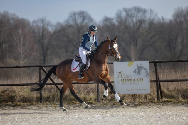 PPO wierzchowa 2025, ocena ogierów po alternatywnych próbach