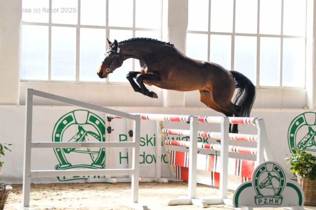 Check Blue ZR (Herlad III x Chacco-Blue)