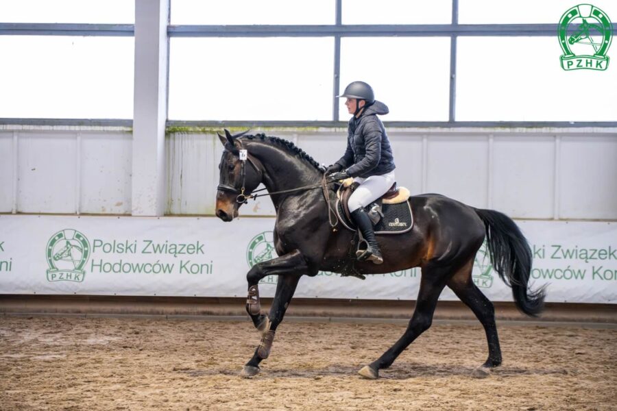 COMME LE D'OR sp (COMME L'ETOILE hol. - CORRINA II sp / CORRERO hol.), ur. 2021, hod. Wanda Kijowska, wł. Anna Farysej