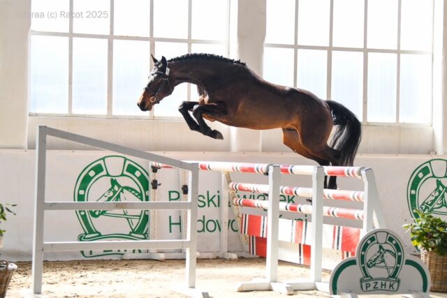 Check Blue ZR (Herald x Chacco-Blue) - jeden z uczestników aukcji