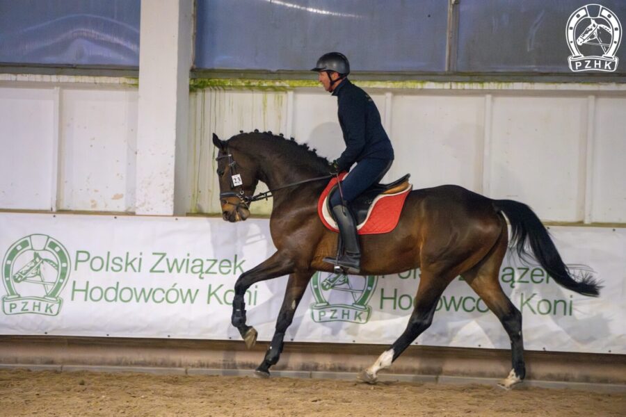FLOKS m (BARNABA m - FIRMA m / HRUBIESZÓW m), ur. 2020, hod. i wł. Dariusz Dworak