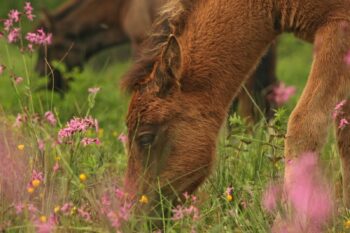 Źrebak na pastwisku