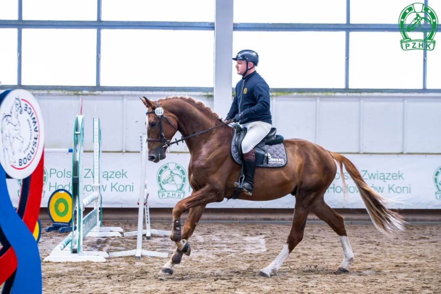 LIKE BALU SKB DSP (LIKE PLEASURE M KWPN - BABY BALOU old. / BALOU DU ROUET old.), ur. 2021, hod. i wł. SK Bielin